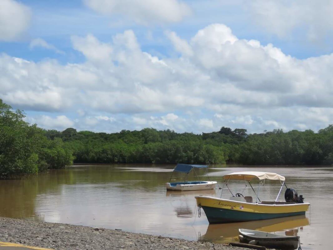 Luz Graciela Joly - Manglares de la costa de Chiriquí